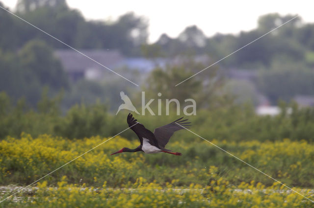 Zwarte Ooievaar (Ciconia nigra)