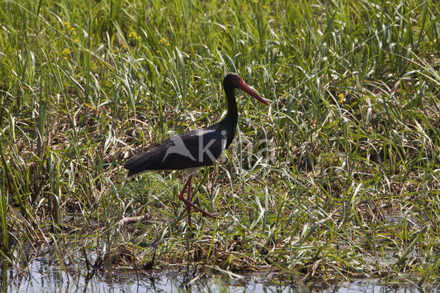 Zwarte Ooievaar (Ciconia nigra)