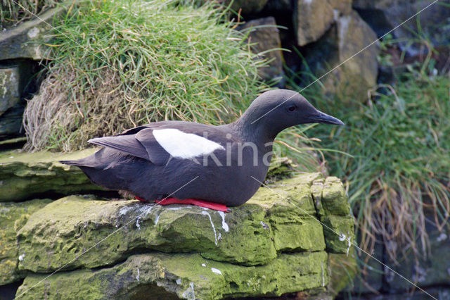 Zwarte Zeekoet (Cepphus grylle)