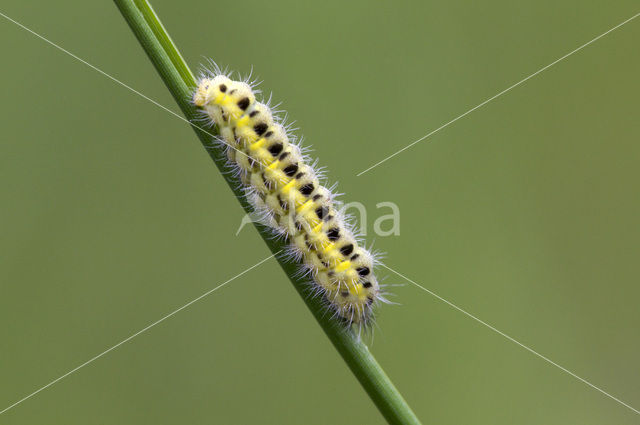 Zygaena ephialtes