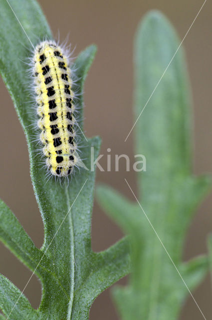 Zygaena ephialtes