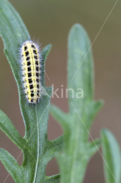 Zygaena ephialtes