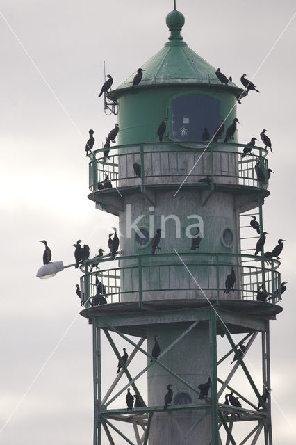 Great Cormorant (Phalacrocorax carbo)