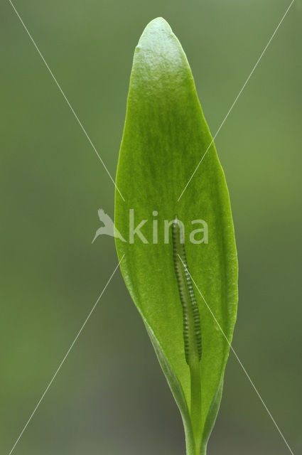 Adder’s Tongue (Ophioglossum vulgatum)