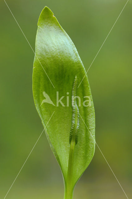 Adder’s Tongue (Ophioglossum vulgatum)