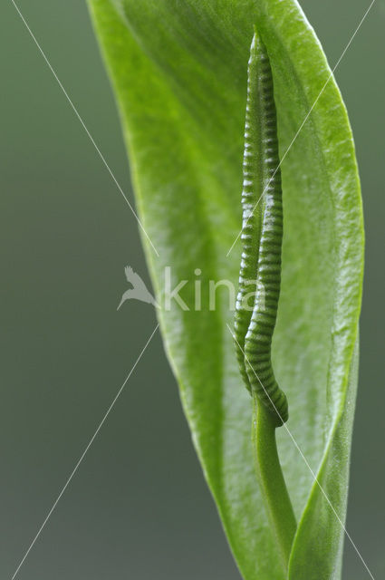 Adder’s Tongue (Ophioglossum vulgatum)