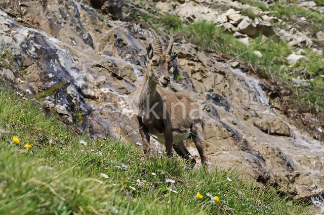 Alpen Steenbok (Capra ibex)