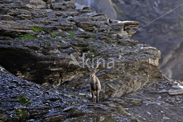 Alpen Steenbok (Capra ibex)