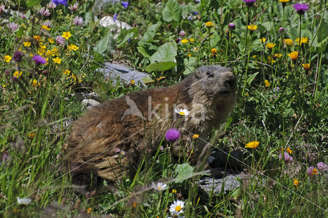 Alpine Marmot (Marmota marmota)