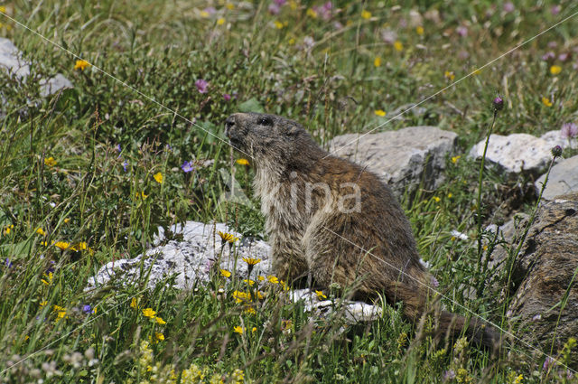 Alpine Marmot (Marmota marmota)