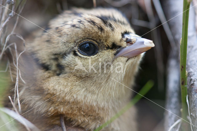 Eurasian Capercaillie (Tetrao urogallus)