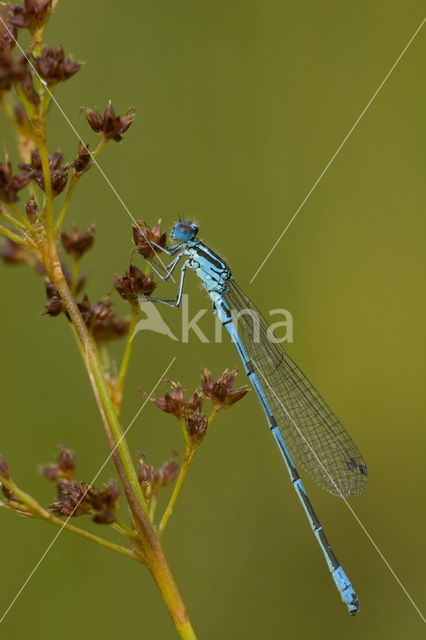 Azure Damselfly (Coenagrion puella)