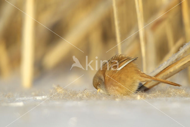 Bearded Reedling (Panurus biarmicus)
