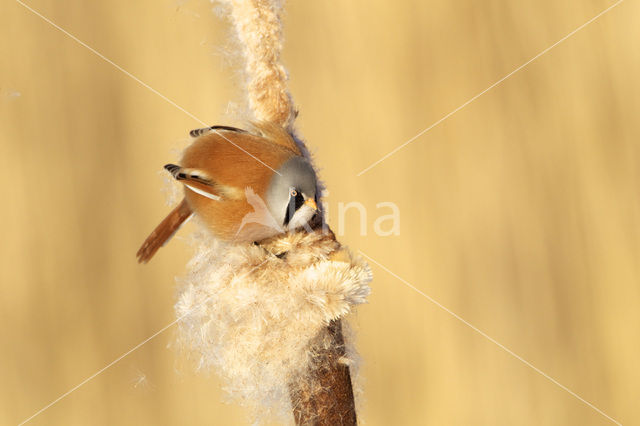 Bearded Reedling (Panurus biarmicus)
