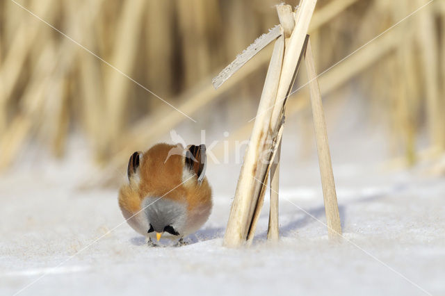 Bearded Reedling (Panurus biarmicus)