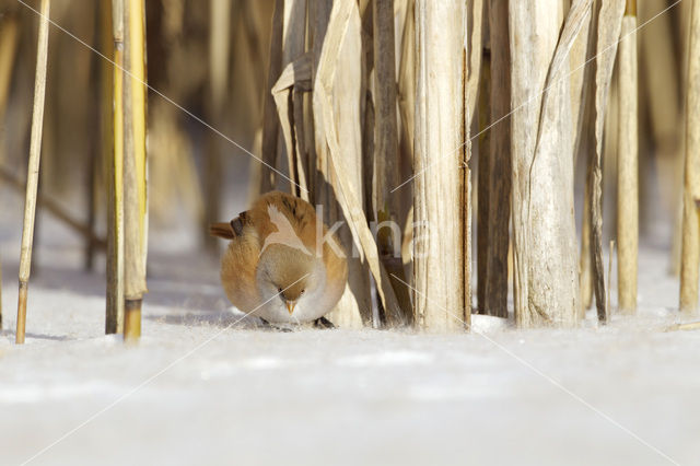 Bearded Reedling (Panurus biarmicus)