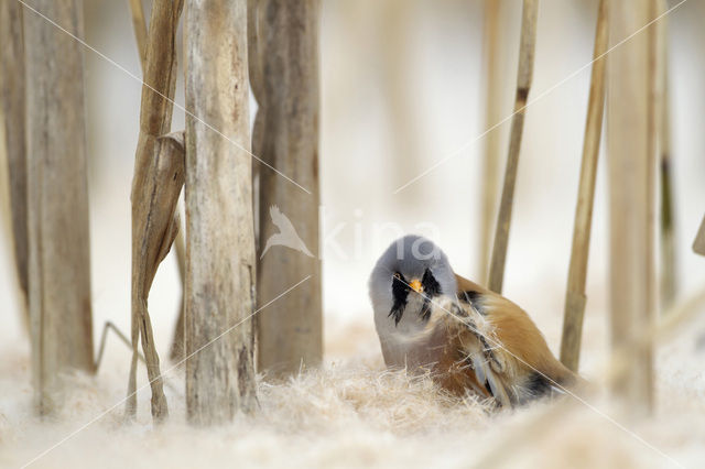 Bearded Reedling (Panurus biarmicus)