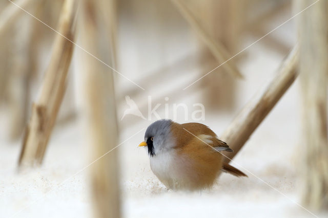 Bearded Reedling (Panurus biarmicus)