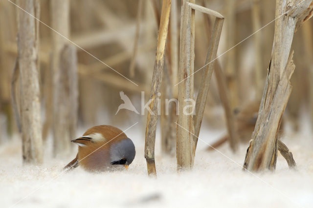 Bearded Reedling (Panurus biarmicus)