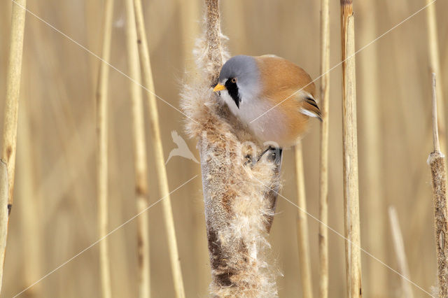 Bearded Reedling (Panurus biarmicus)
