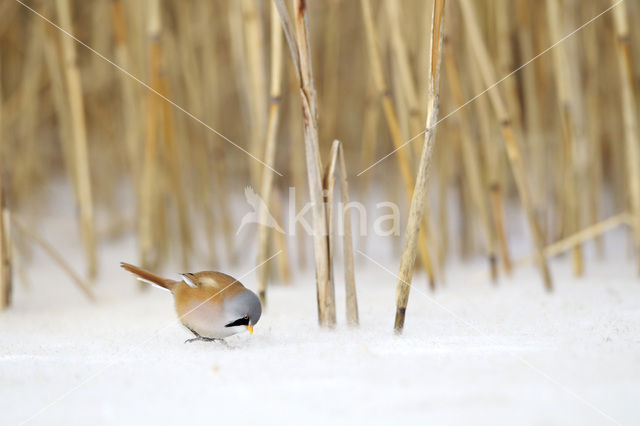 Bearded Reedling (Panurus biarmicus)