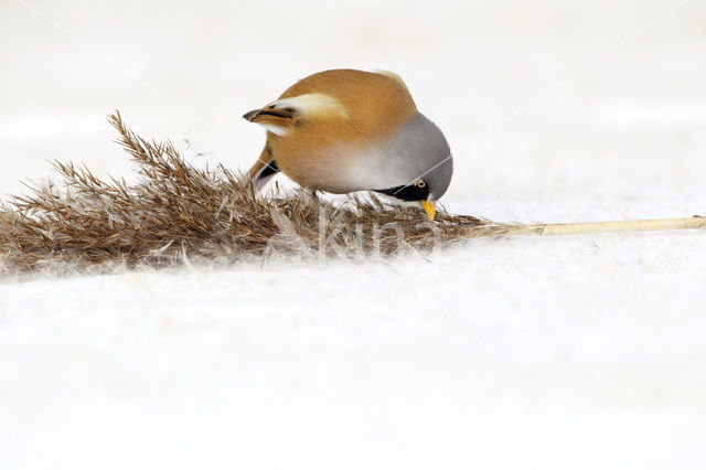 Bearded Reedling (Panurus biarmicus)