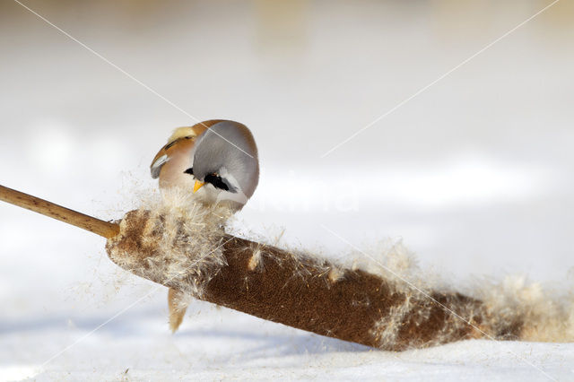 Bearded Reedling (Panurus biarmicus)