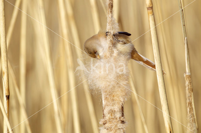 Bearded Reedling (Panurus biarmicus)