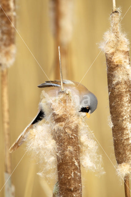 Bearded Reedling (Panurus biarmicus)