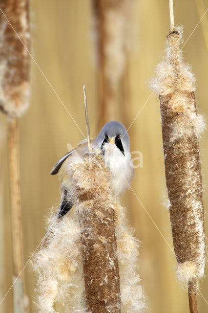 Bearded Reedling (Panurus biarmicus)