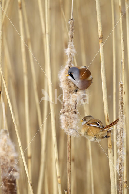 Bearded Reedling (Panurus biarmicus)