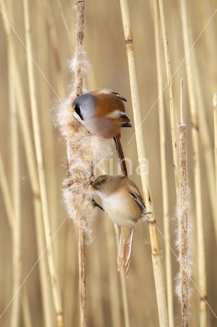 Bearded Reedling (Panurus biarmicus)