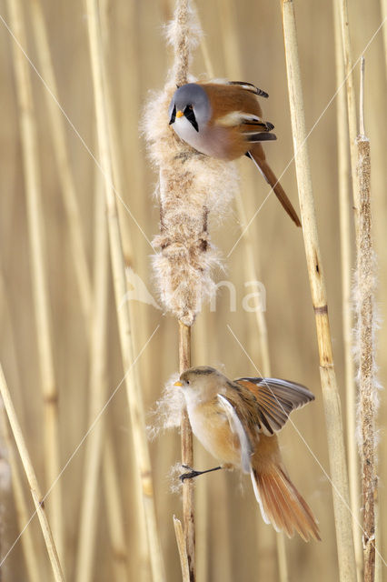 Bearded Reedling (Panurus biarmicus)