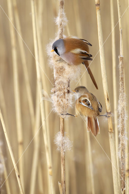 Bearded Reedling (Panurus biarmicus)