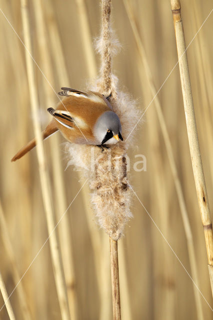 Bearded Reedling (Panurus biarmicus)