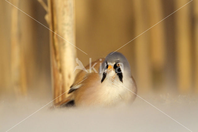 Bearded Reedling (Panurus biarmicus)