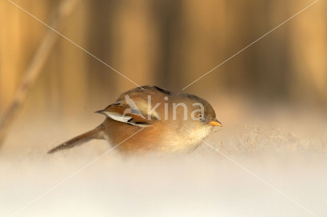 Bearded Reedling (Panurus biarmicus)