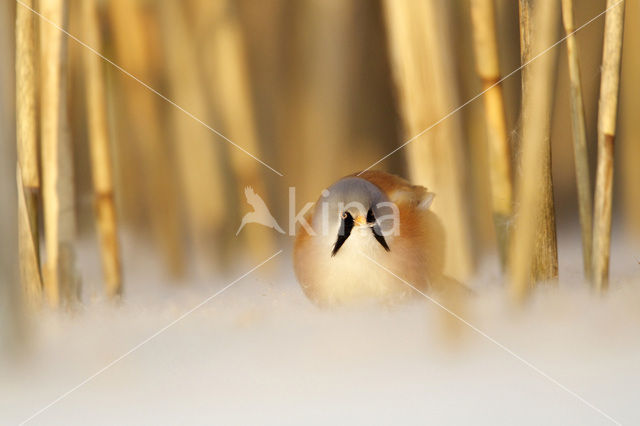 Bearded Reedling (Panurus biarmicus)