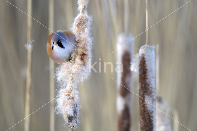 Bearded Reedling (Panurus biarmicus)