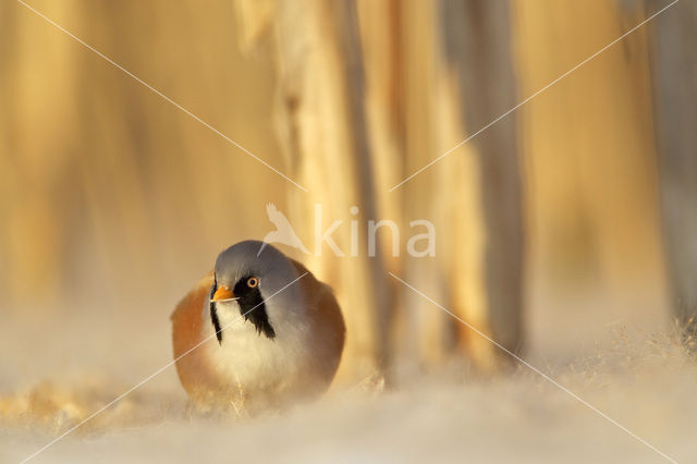 Bearded Reedling (Panurus biarmicus)
