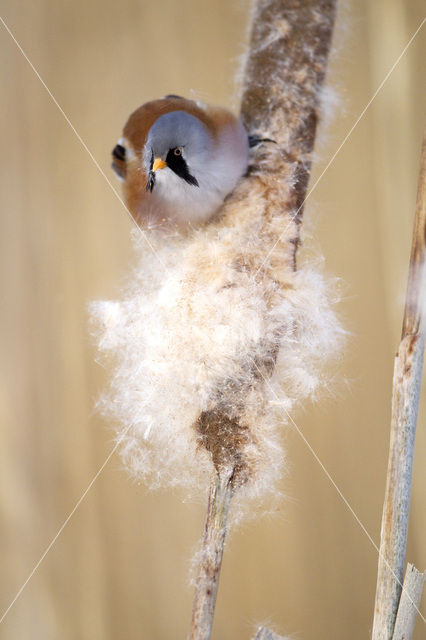 Bearded Reedling (Panurus biarmicus)