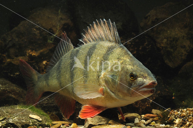 river perch (Perca fluviatilis)