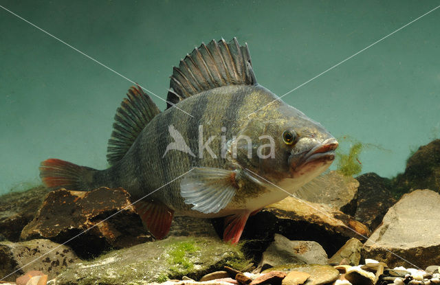 river perch (Perca fluviatilis)