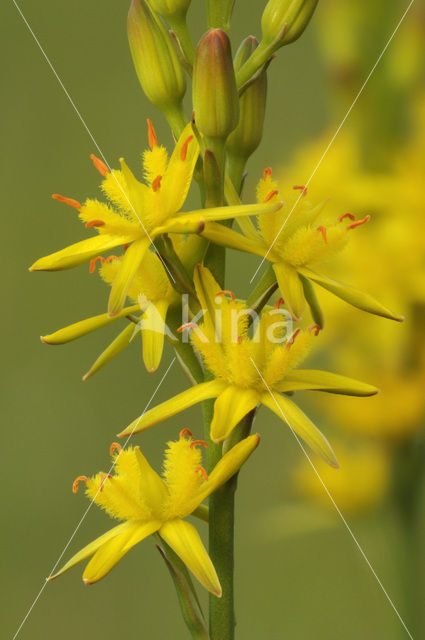 Bog Asphodel (Narthecium ossifragum)