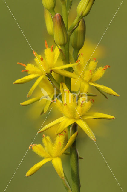 Bog Asphodel (Narthecium ossifragum)