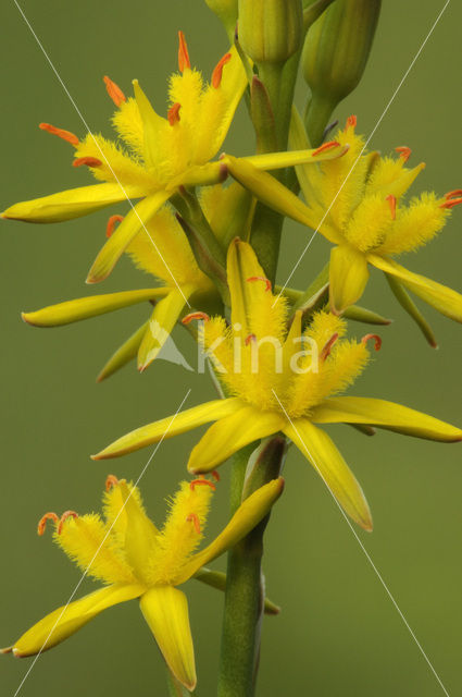 Bog Asphodel (Narthecium ossifragum)