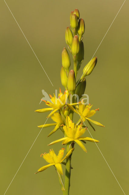 Beenbreek (Narthecium ossifragum)