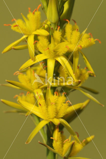 Bog Asphodel (Narthecium ossifragum)