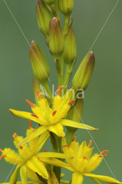 Bog Asphodel (Narthecium ossifragum)