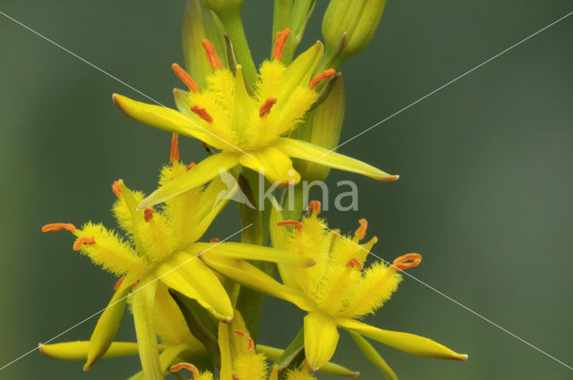 Bog Asphodel (Narthecium ossifragum)